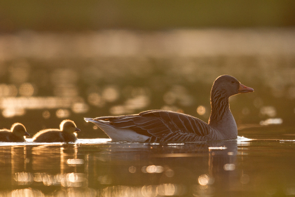 Canon EF 400mm F2.8L IS II USM sample photo. Family life ... photography