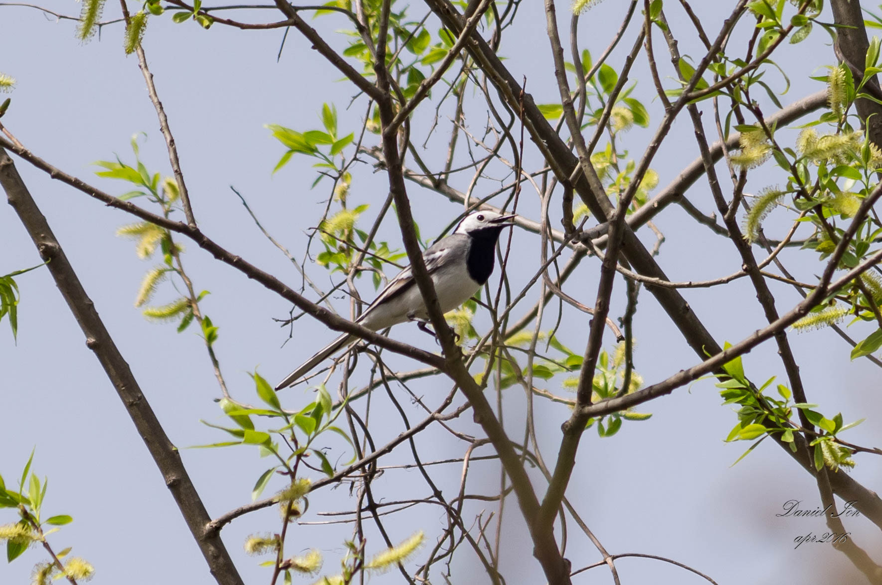 smc PENTAX-FA 70-200mm F4-5.6 sample photo. Motacilla alba photography