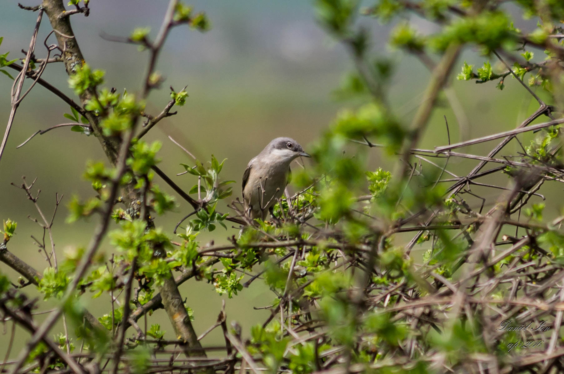 smc PENTAX-FA 70-200mm F4-5.6 sample photo. Sylvia curruca photography