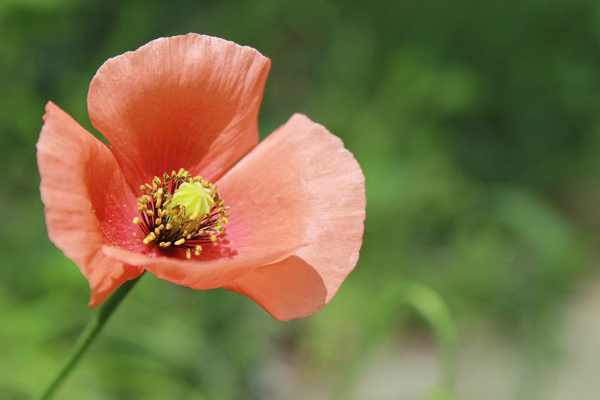 Canon EOS 600D (Rebel EOS T3i / EOS Kiss X5) sample photo. Wild flower photography