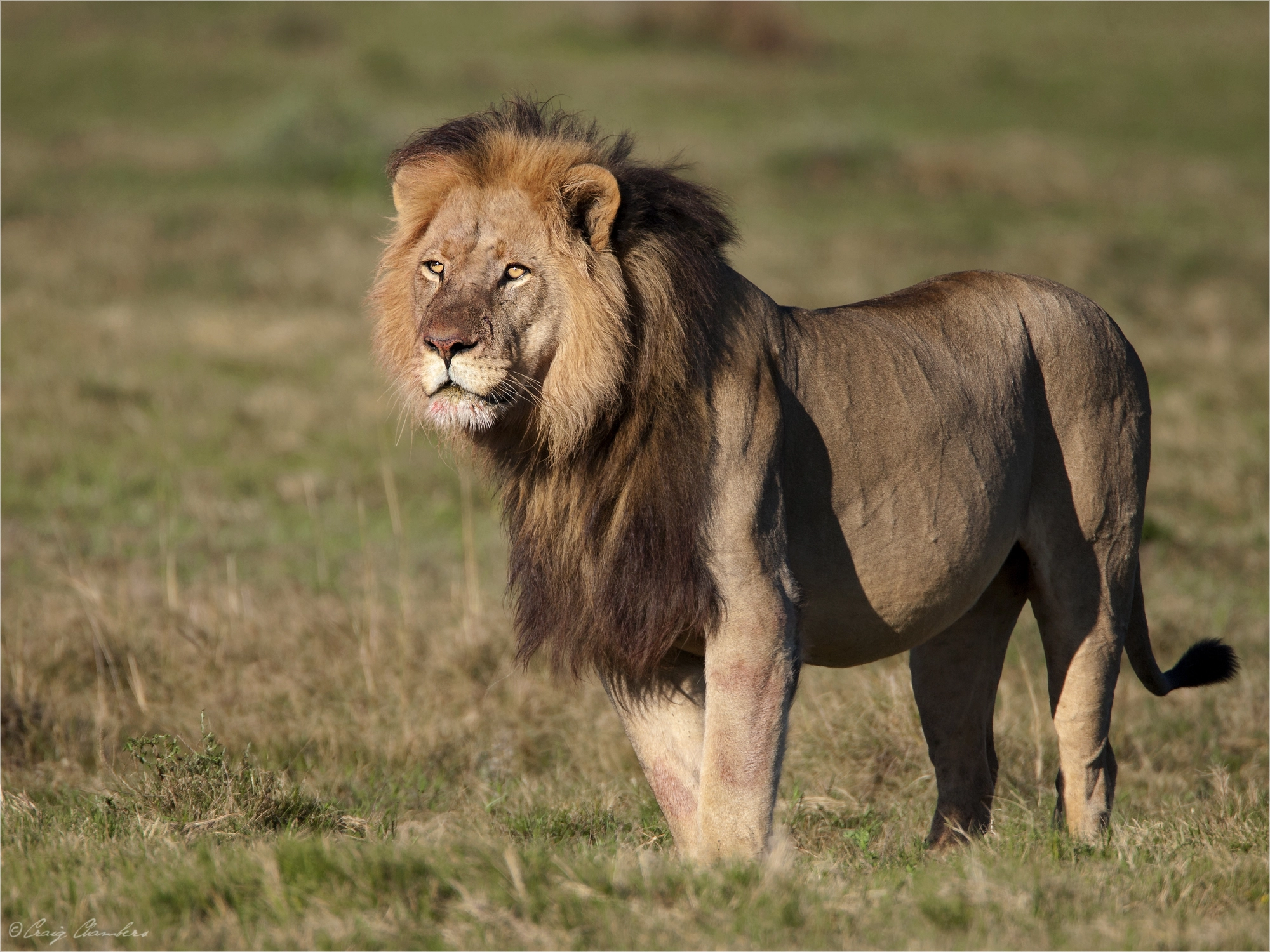 Canon EF 500mm F4L IS USM sample photo. Standing proud.jpg photography