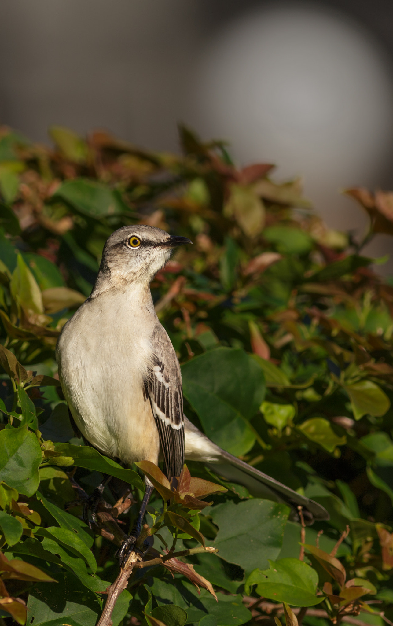 Canon EOS 6D + Canon EF 400mm F5.6L USM sample photo. Northern mockingbird photography