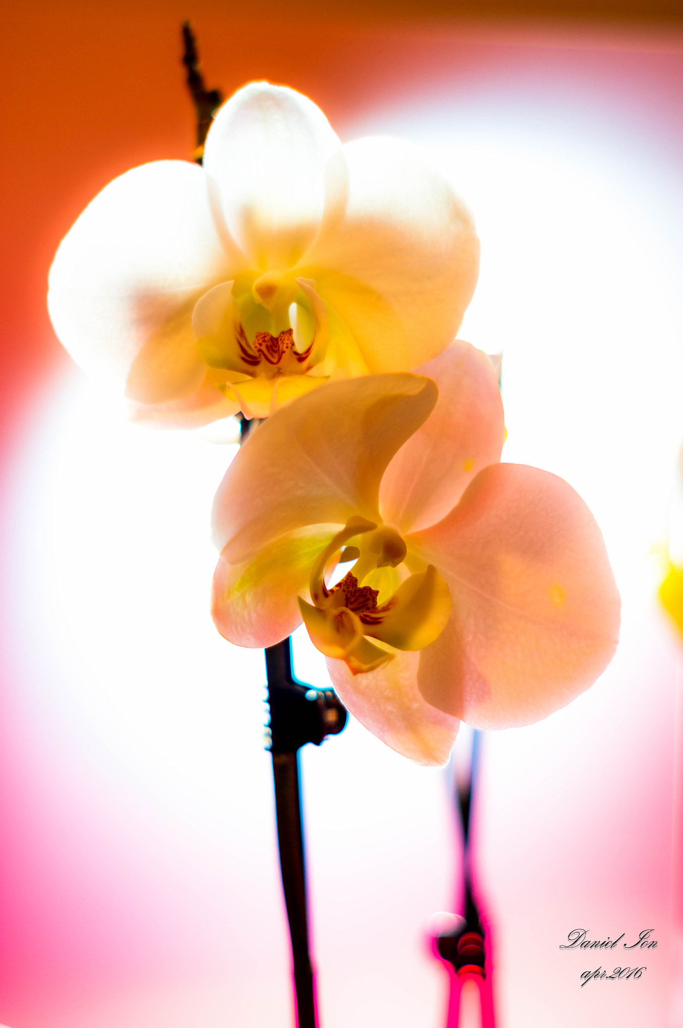 Pentax K-x sample photo. Orchidaceae photography