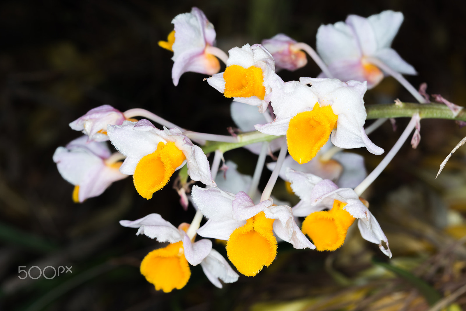 Nikon AF-S Micro-Nikkor 60mm F2.8G ED sample photo. Dendrobium thyrsiflorum orchids photography