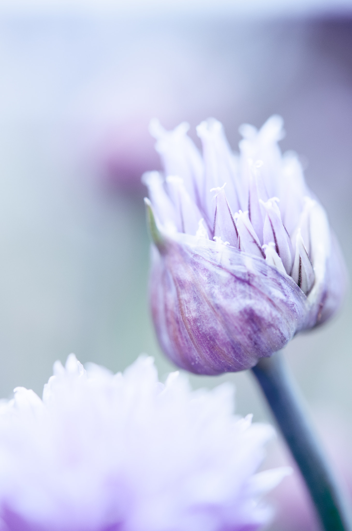 Nikon AF-S Micro-Nikkor 60mm F2.8G ED sample photo. Garlic flowers photography
