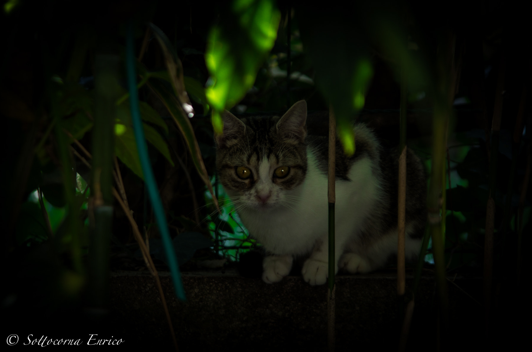 Pentax K-50 + Sigma sample photo. La micia photography
