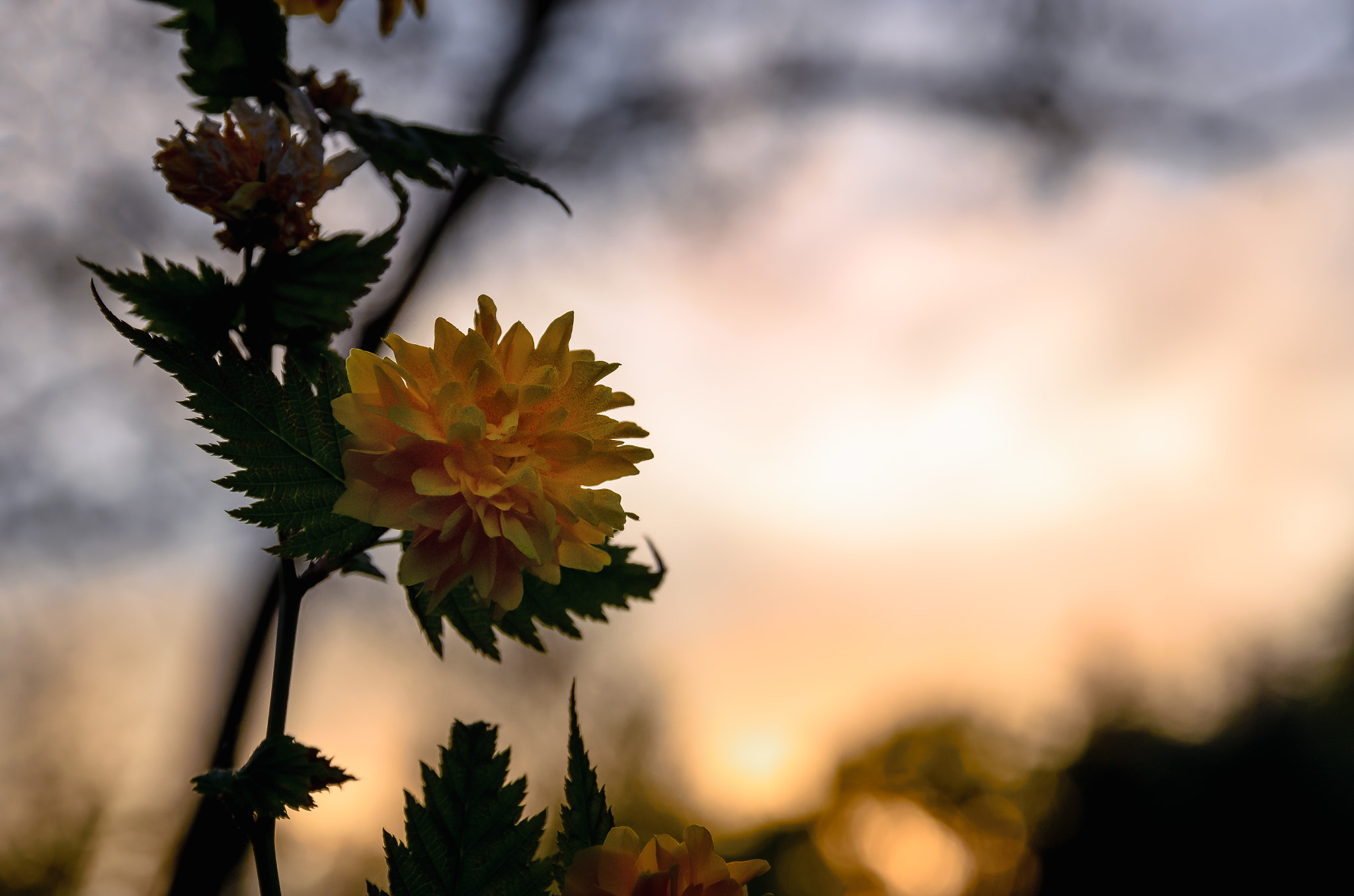 Nikon D5100 + Sigma 17-70mm F2.8-4 DC Macro OS HSM | C sample photo. Sunset flower photography