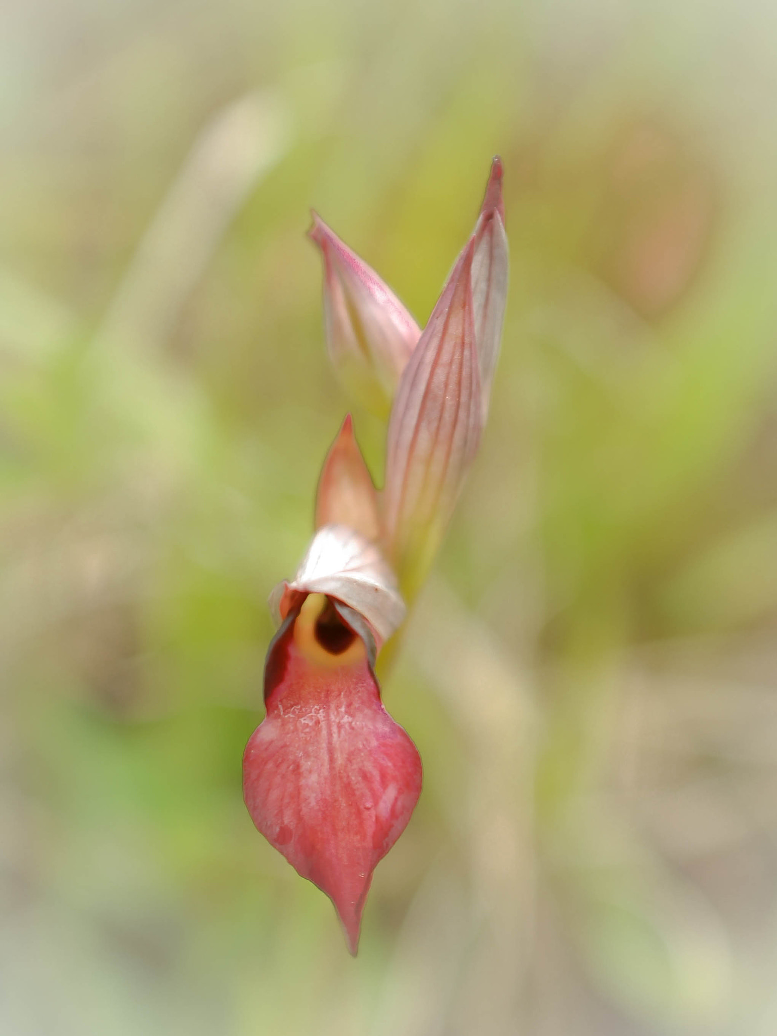AF Zoom-Nikkor 28-85mm f/3.5-4.5 sample photo. Orchidée sauvage photography