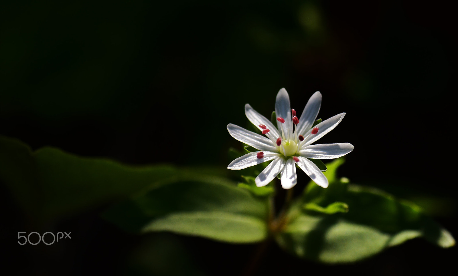 Nikon D750 + AF Zoom-Micro Nikkor 70-180mm f/4.5-5.6D ED sample photo. Star chickweed 3 photography
