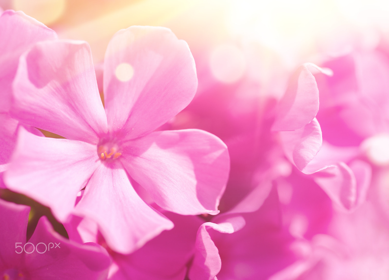 Nikon D7000 + Sigma 70mm F2.8 EX DG Macro sample photo. Phlox flower background photography