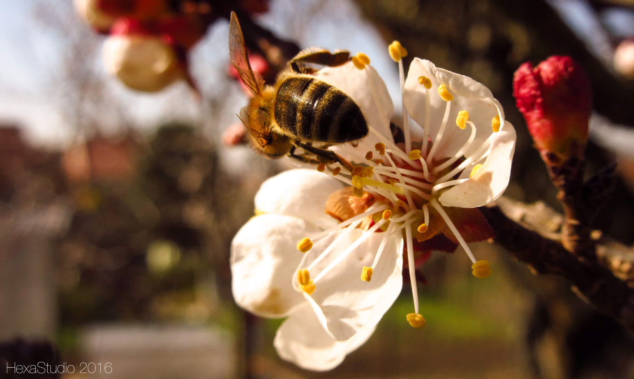 Canon PowerShot ELPH 340 HS (IXUS 265 HS / IXY 630) sample photo. Bee macro photography