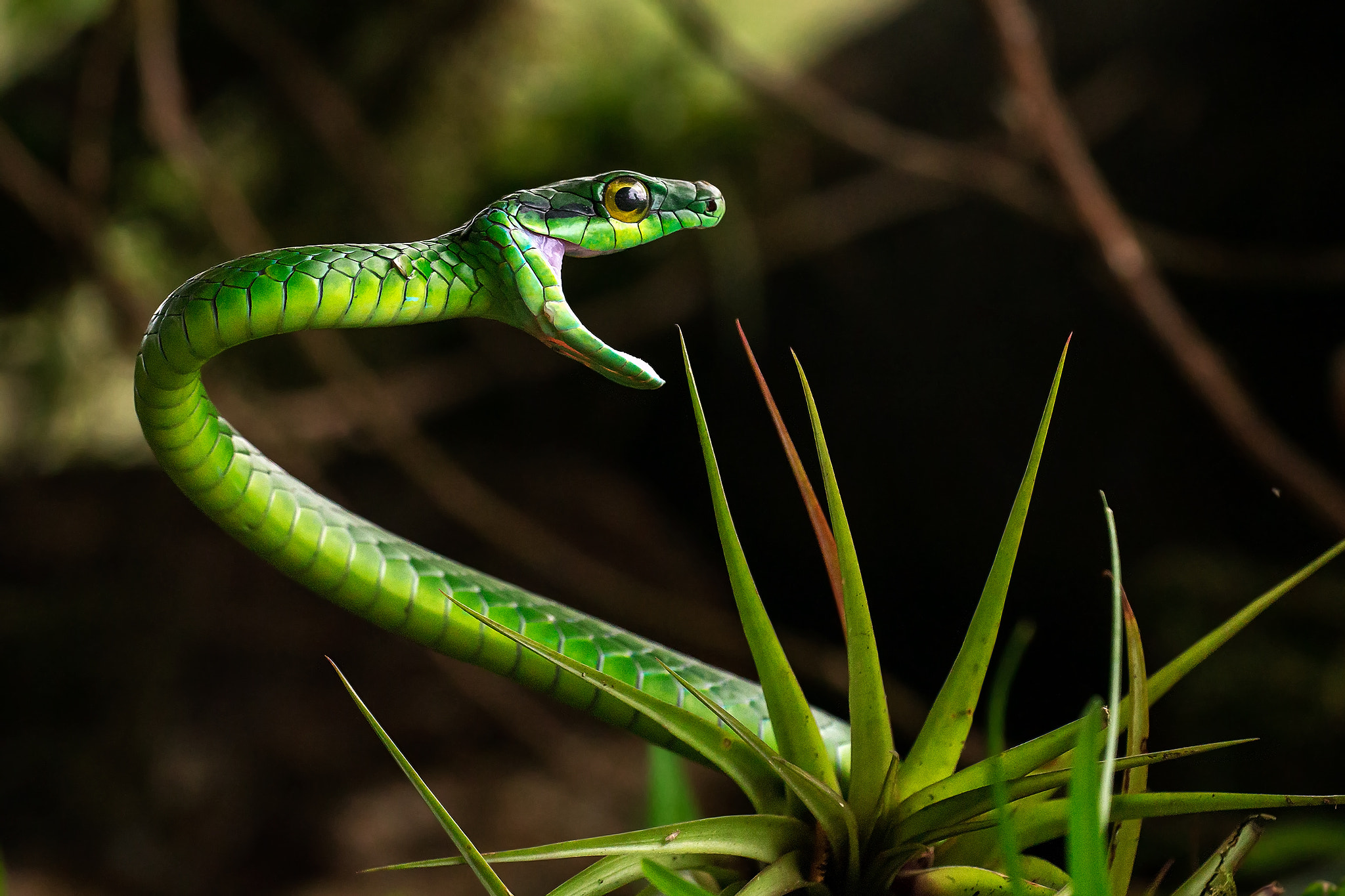 Canon EF 180mm F3.5L Macro USM sample photo. Eastern parrot snake photography