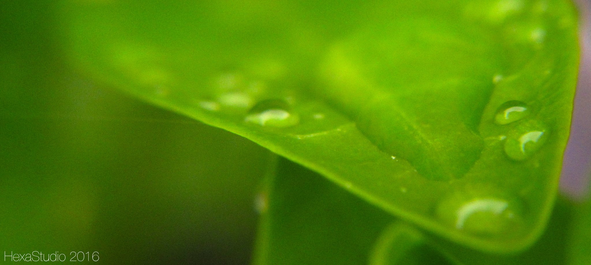 Canon PowerShot ELPH 340 HS (IXUS 265 HS / IXY 630) sample photo. Listek photography