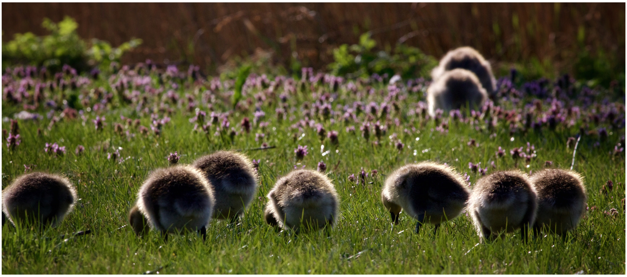 Canon EF 400mm F5.6L USM sample photo. Goslings photography