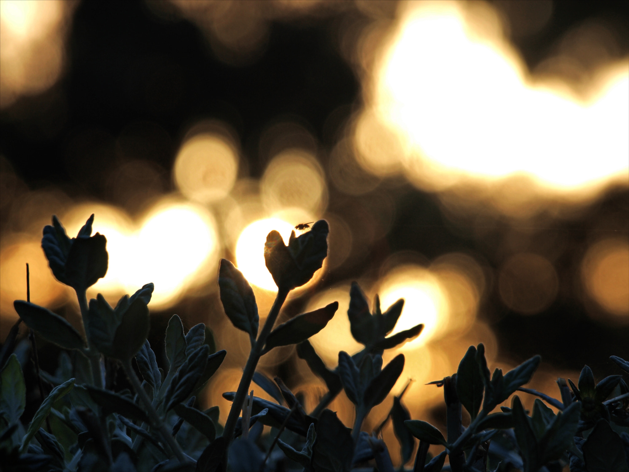 Olympus Zuiko Digital ED 40-150mm F4.0-5.6 sample photo. Sunset fly bokeh photography