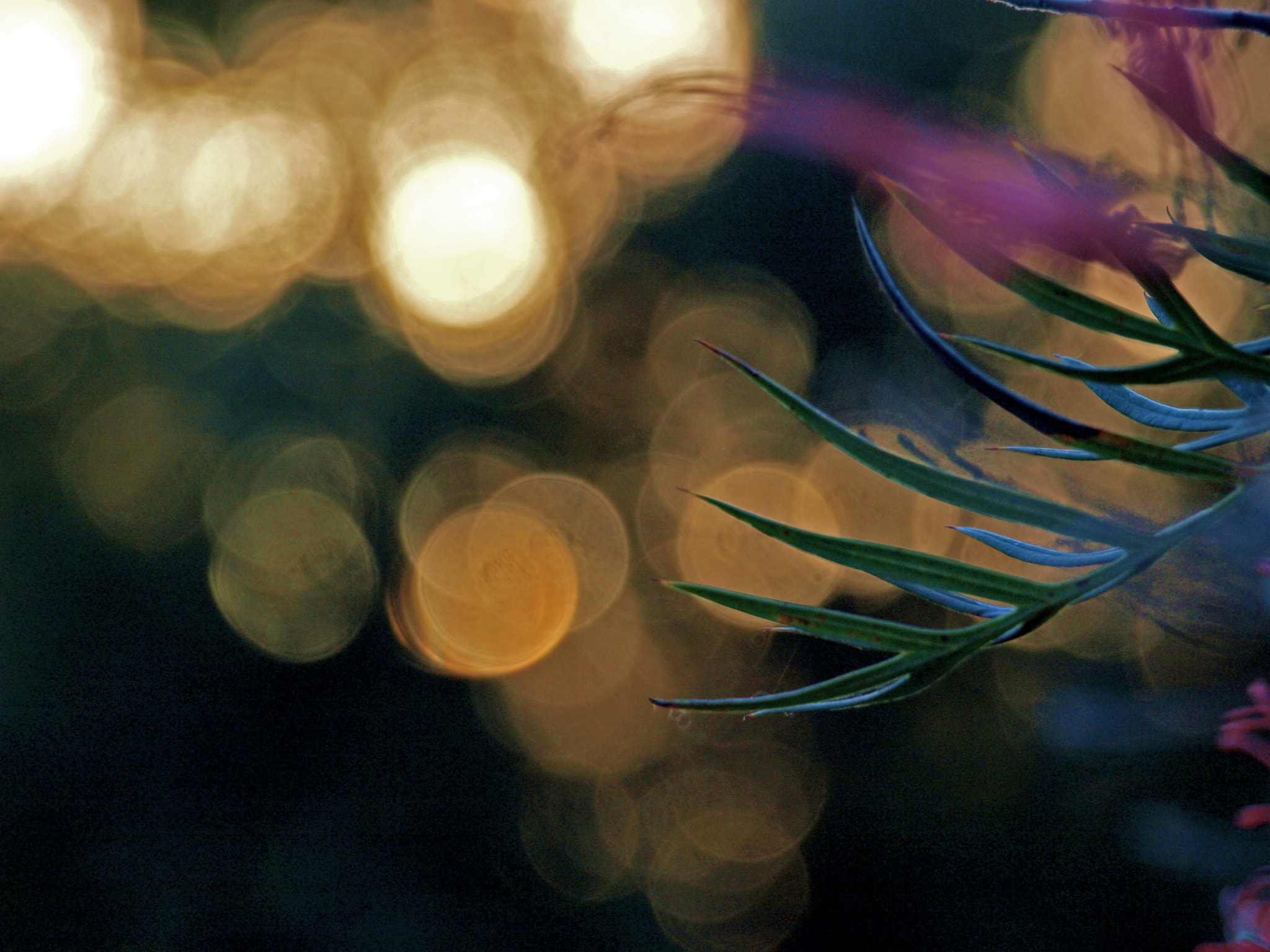 Olympus E-420 (EVOLT E-420) sample photo. Bottlebrush bokeh photography