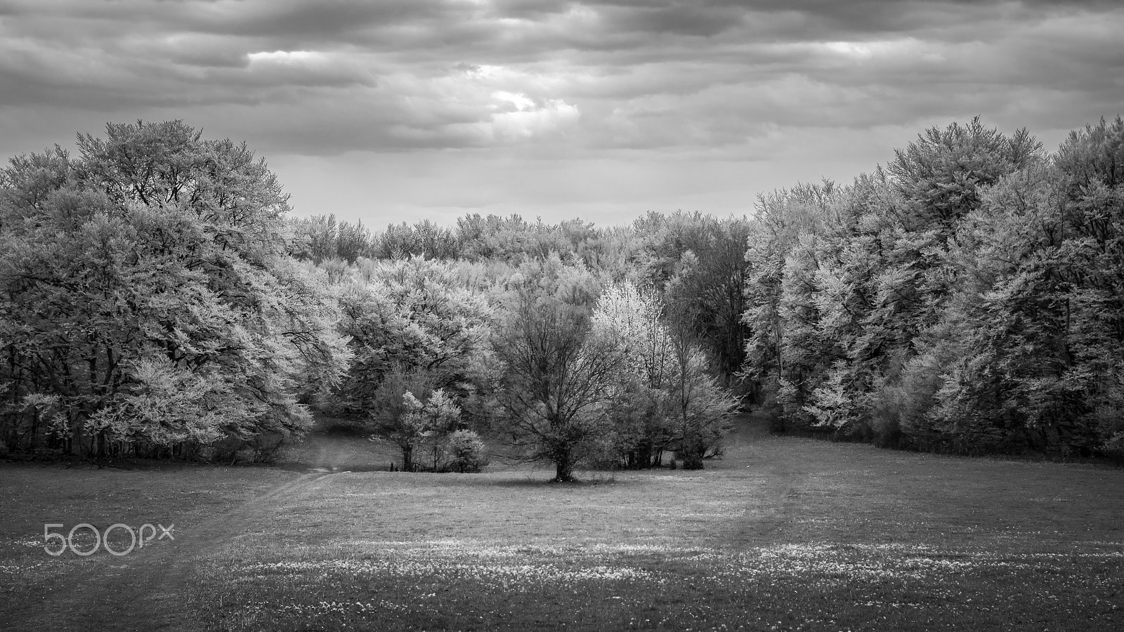 Nikon D600 + Sigma 24-70mm F2.8 EX DG Macro sample photo. Mono spring photography