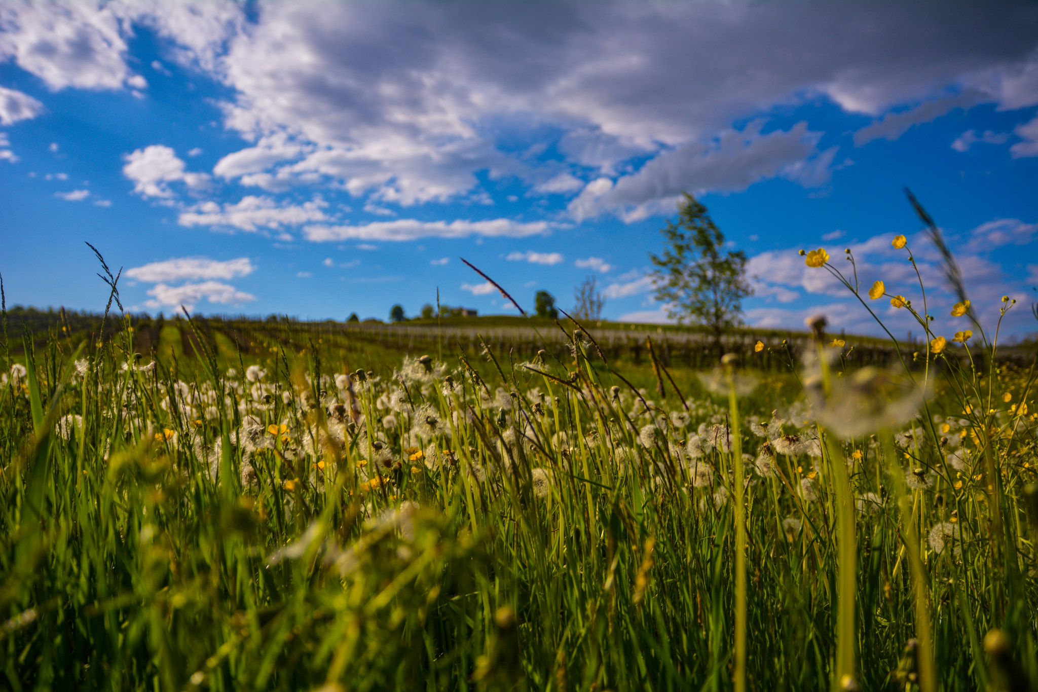 Sigma 17-70mm F2.8-4 DC Macro OS HSM | C sample photo. @@@@ photography