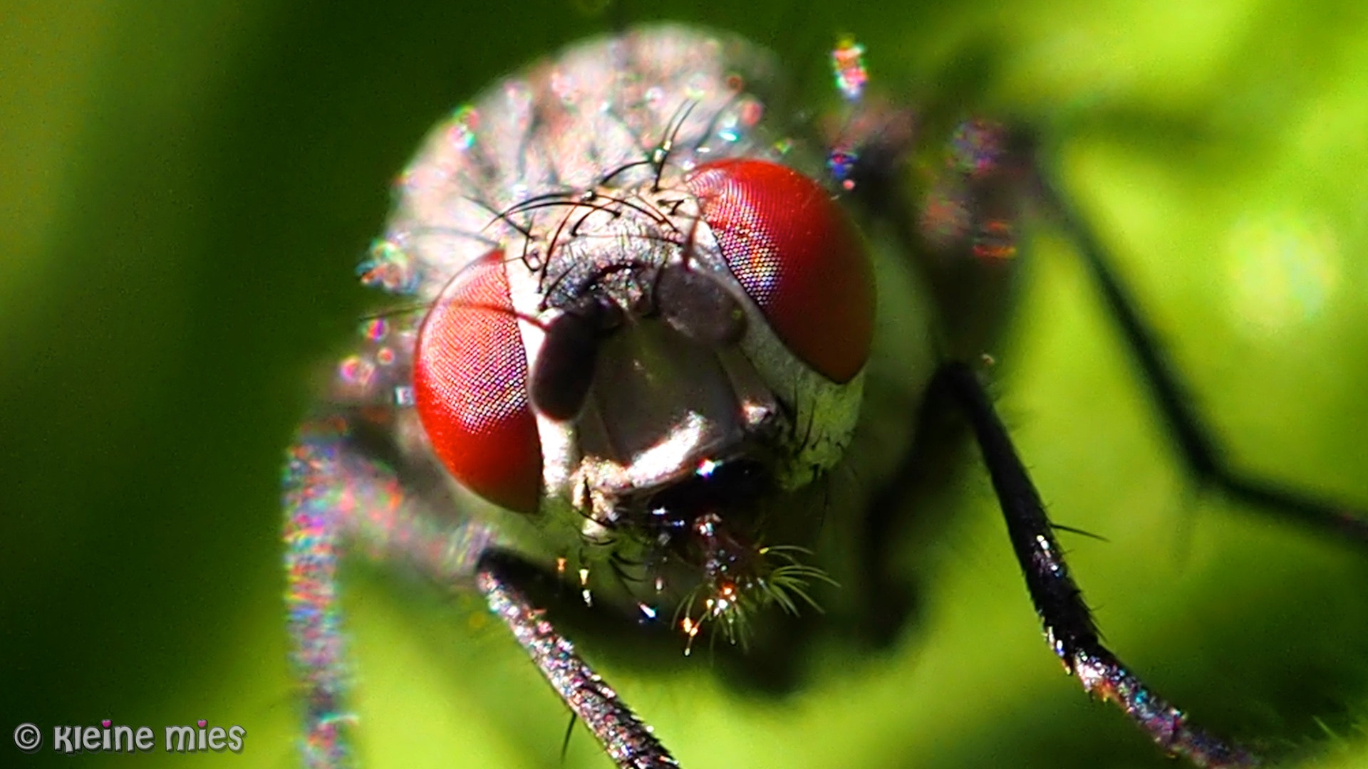 Panasonic Leica DG Macro-Elmarit 45mm F2.8 ASPH OIS sample photo. Eye 2 eye photography