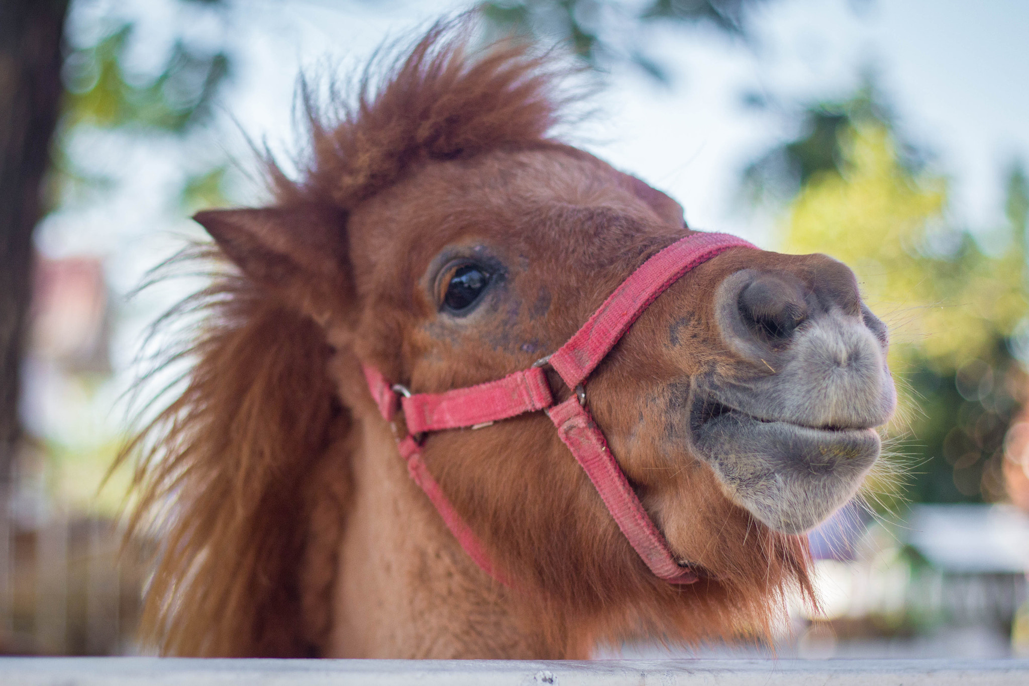 Canon EOS 700D (EOS Rebel T5i / EOS Kiss X7i) sample photo. A little horse. photography