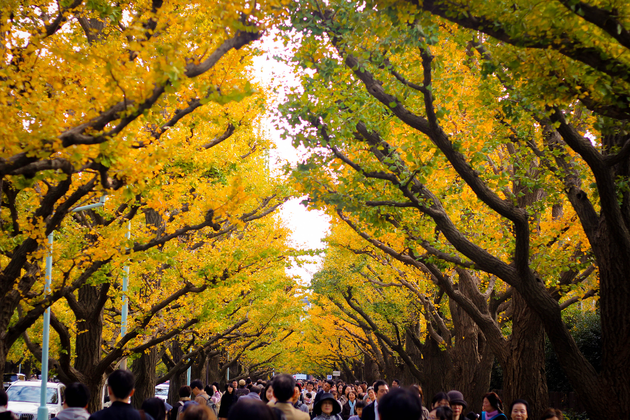 Canon EOS 700D (EOS Rebel T5i / EOS Kiss X7i) sample photo. Ginkgo festival photography