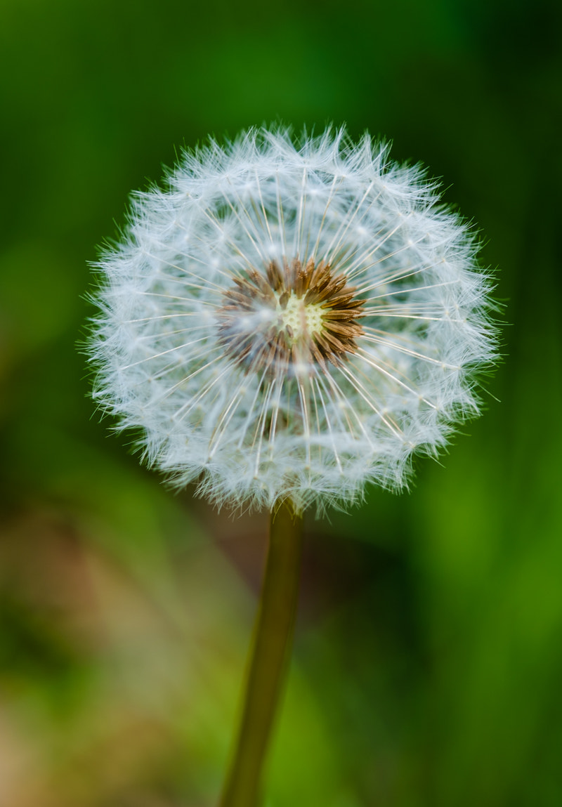 Fujifilm X-E1 + Fujifilm XF 60mm F2.4 R Macro sample photo. Seeds photography