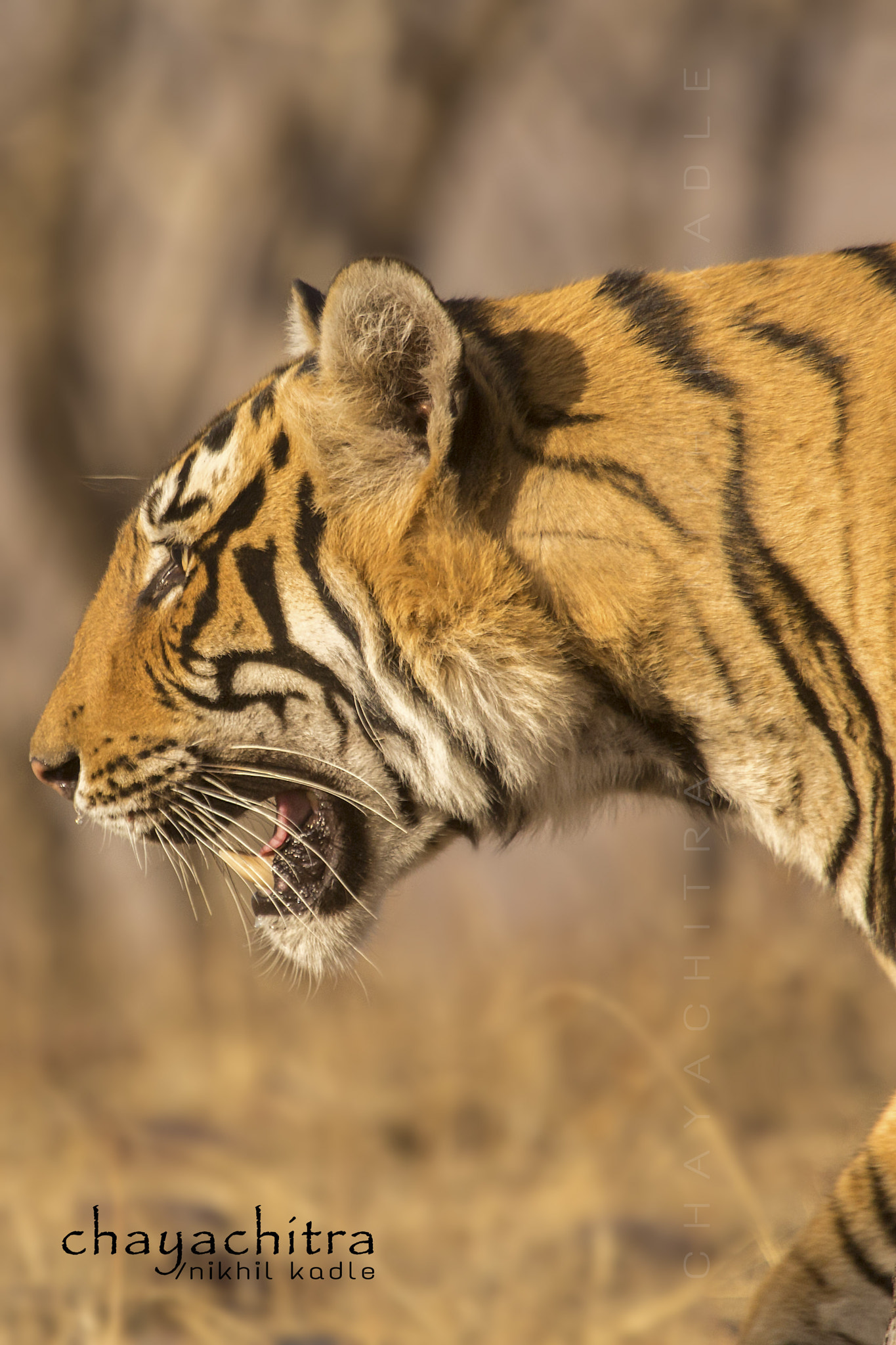 Canon EF 100-400mm F4.5-5.6L IS USM sample photo. Pacman (subadult tiger) photography