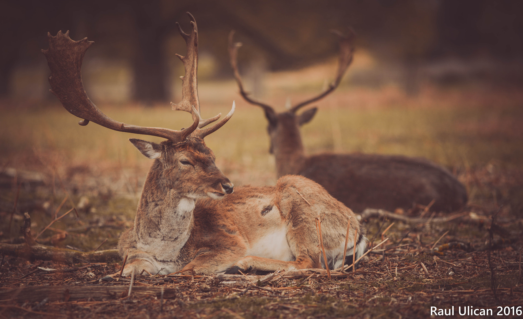 Canon EOS-1Ds Mark III + Canon EF 200mm F2.8L II USM sample photo. Deer photography