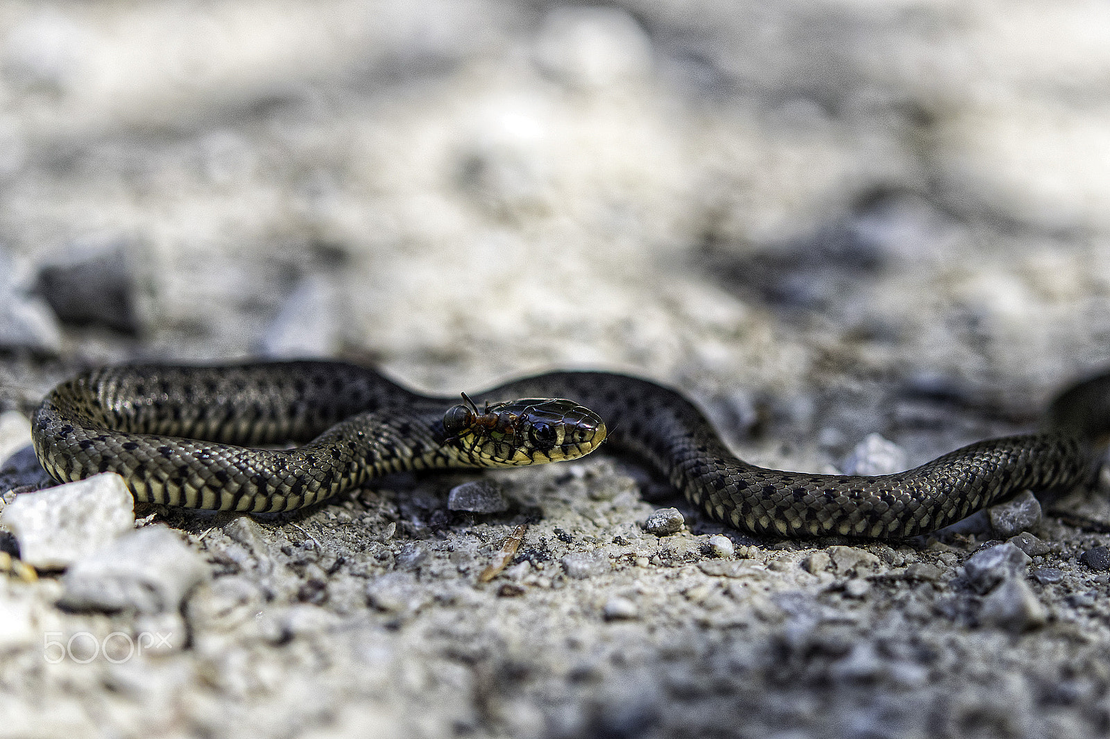 Nikon AF-S Micro-Nikkor 60mm F2.8G ED sample photo. Baby schlange photography