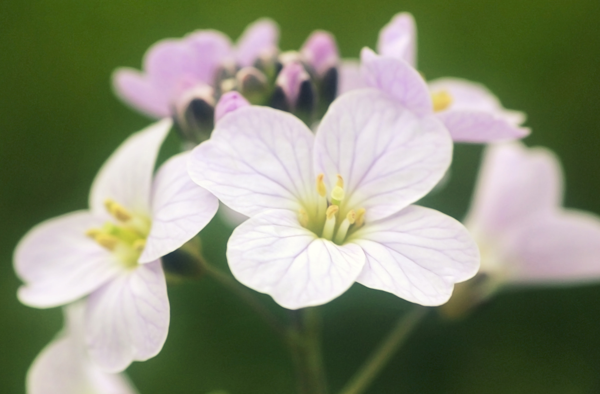 Canon EOS 550D (EOS Rebel T2i / EOS Kiss X4) + Canon EF 100mm F2.8 Macro USM sample photo. Cardamine photography