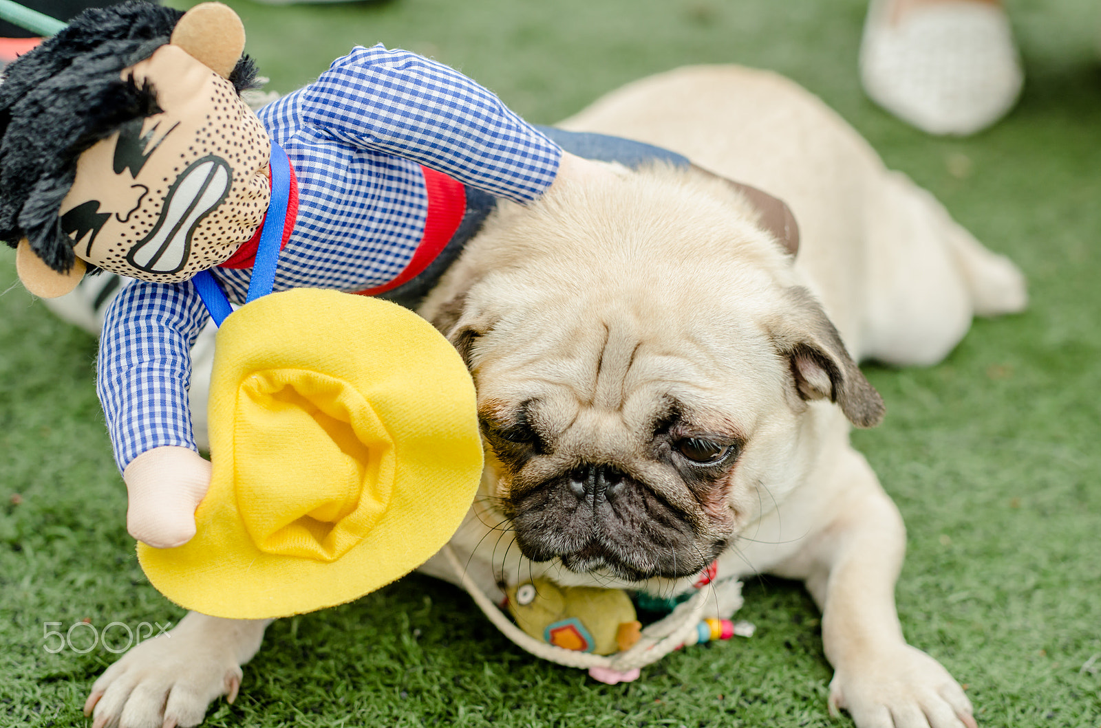 Nikon D7000 + Sigma 50mm F1.4 DG HSM Art sample photo. Sad dog photography