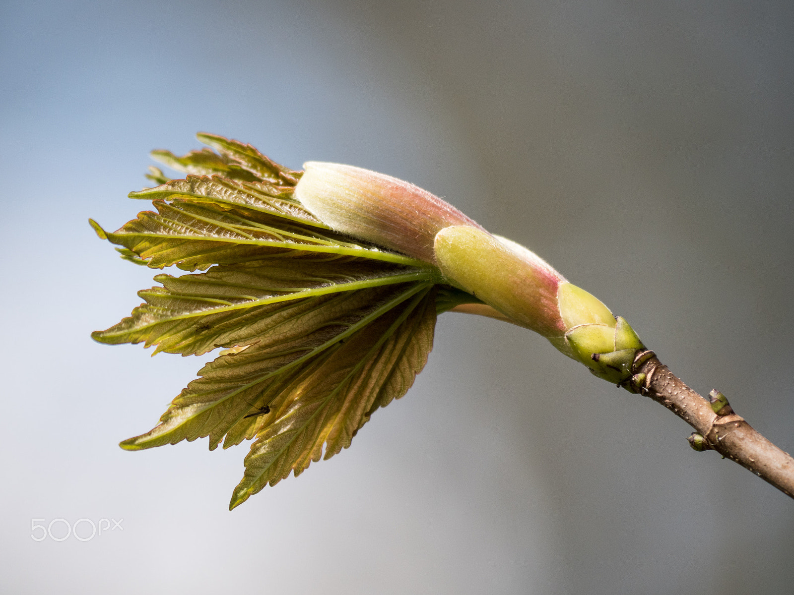Panasonic Lumix DMC-GX8 sample photo. Emerging leaf with mosquito photography
