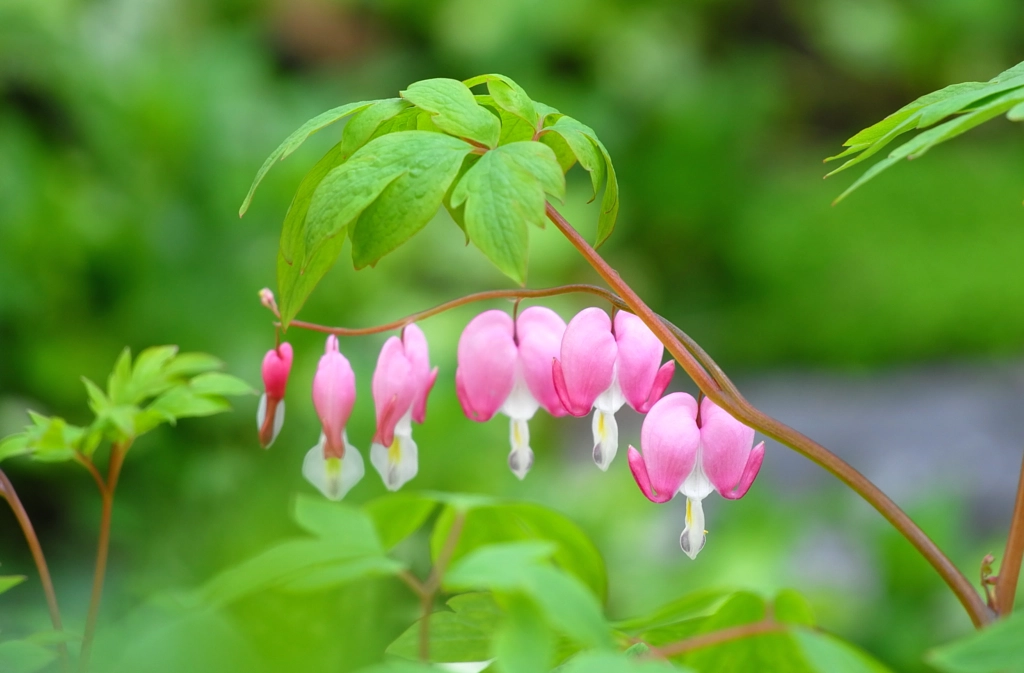 Shiny  Hearts (Dicentra spectabilis) by JS P on 500px.com