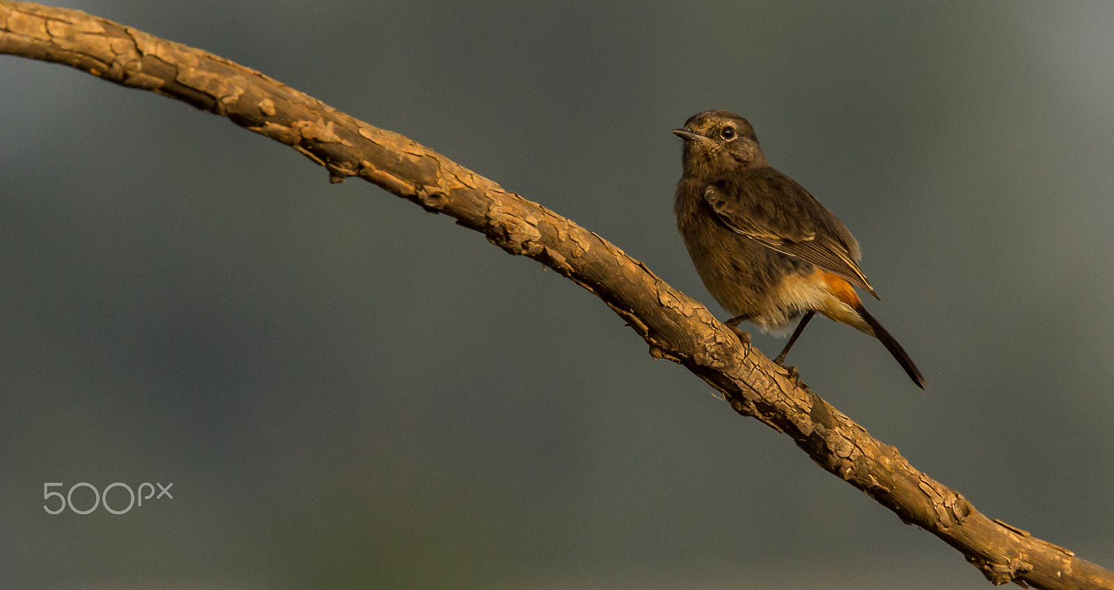 Canon EOS 60D + Canon EF 100-400mm F4.5-5.6L IS II USM sample photo. Bush chat...!!! photography