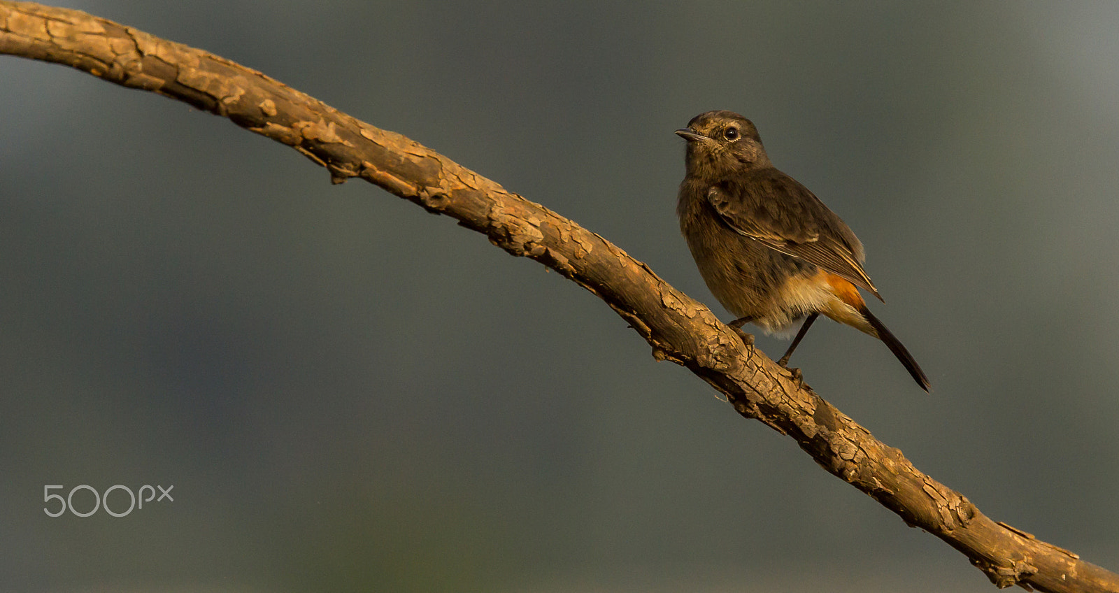 Canon EF 100-400mm F4.5-5.6L IS II USM sample photo. Bush chat...!!! photography