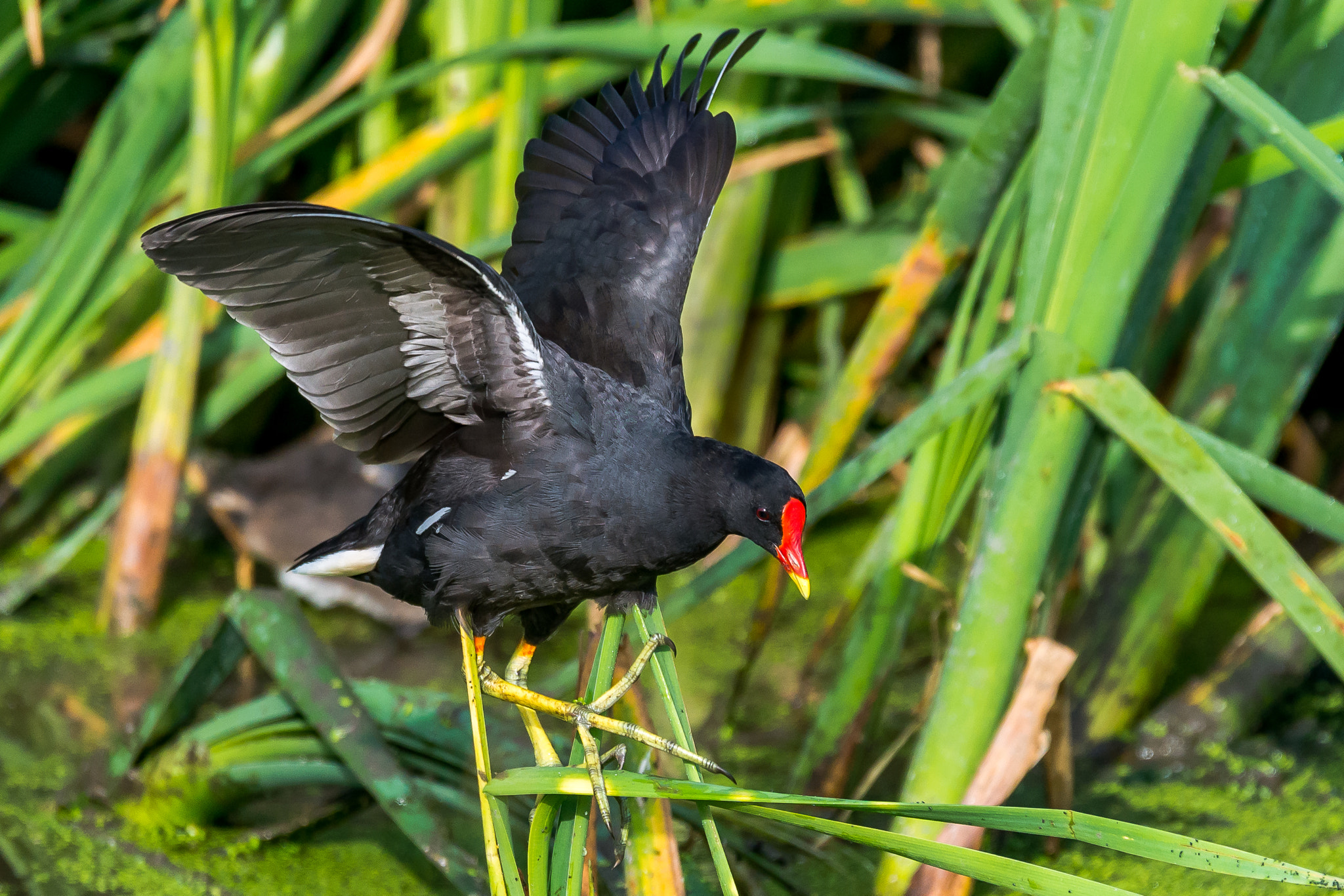Sigma 150-600mm F5-6.3 DG OS HSM | S sample photo. Common moorhen photography