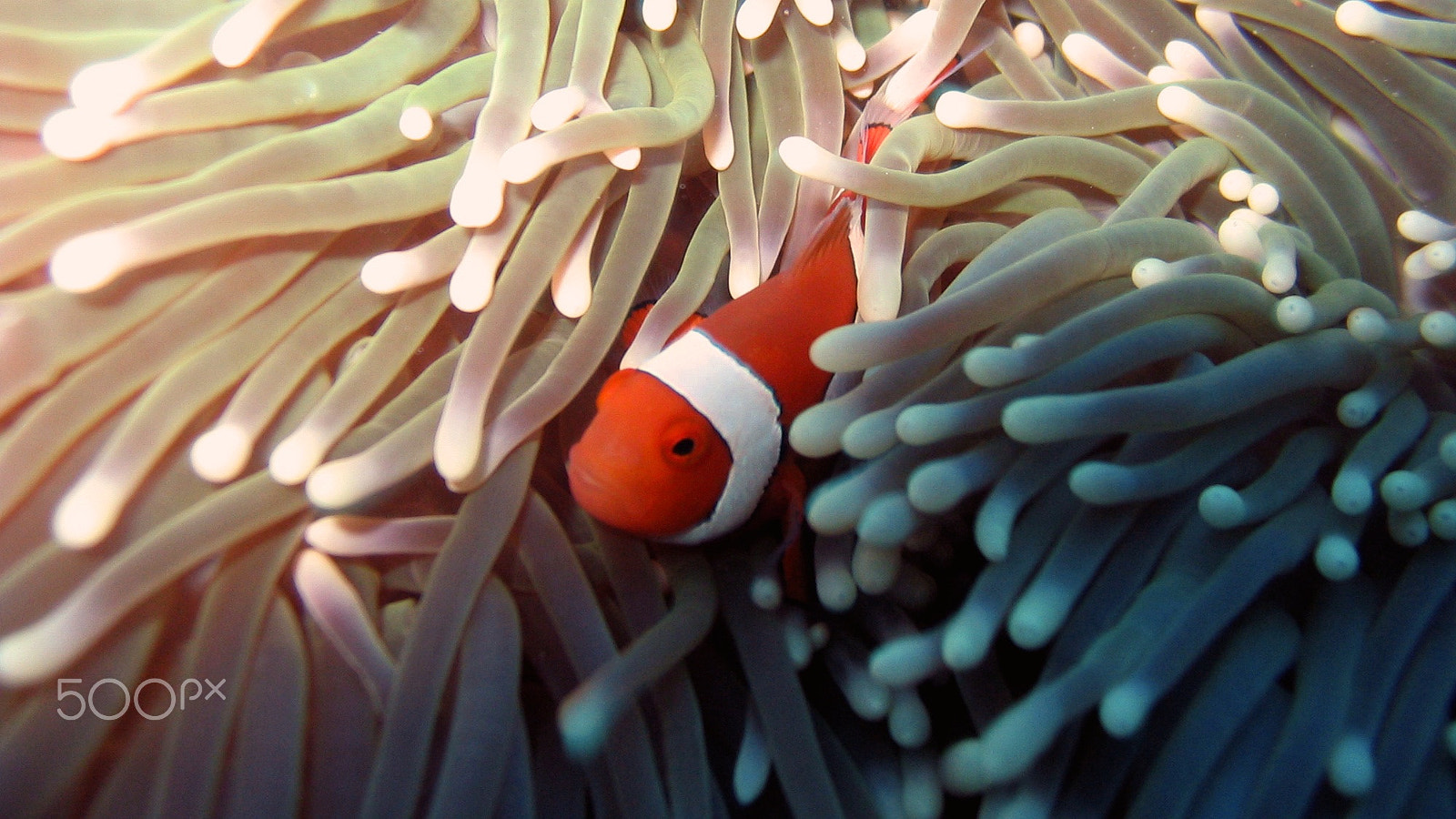 Canon POWERSHOT A70 sample photo. Nemo portrait photography