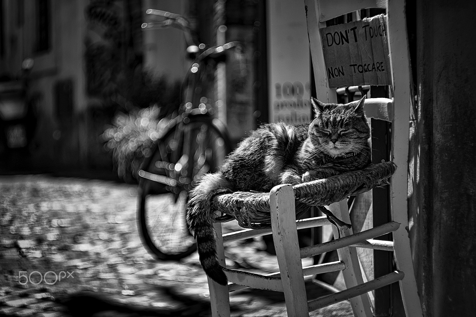 Canon EF 35-80mm f/4-5.6 sample photo. The luthier's 21 yr old cat photography