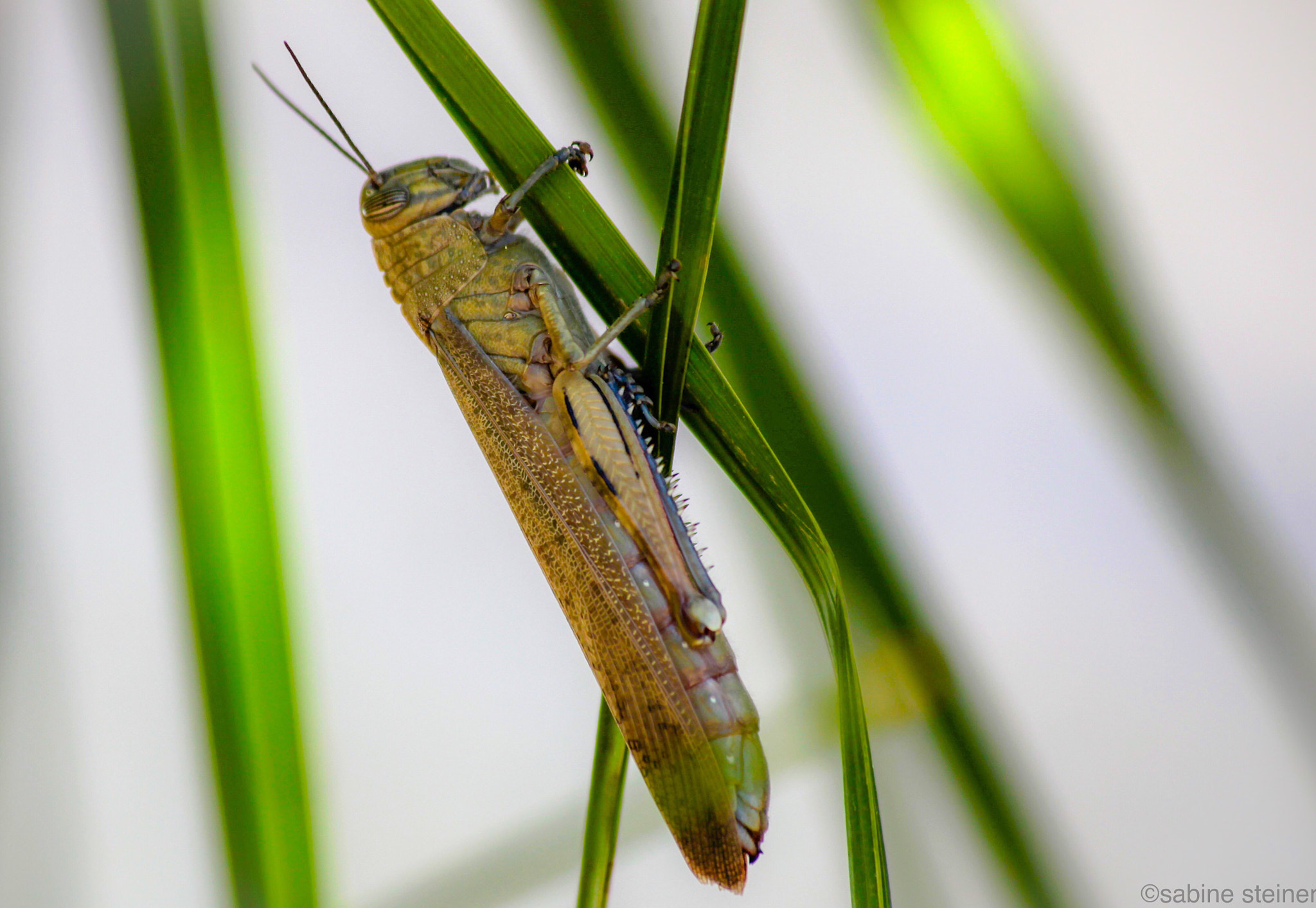 Canon EF 70-300mm F4-5.6 IS USM sample photo. Cricket in spring photography