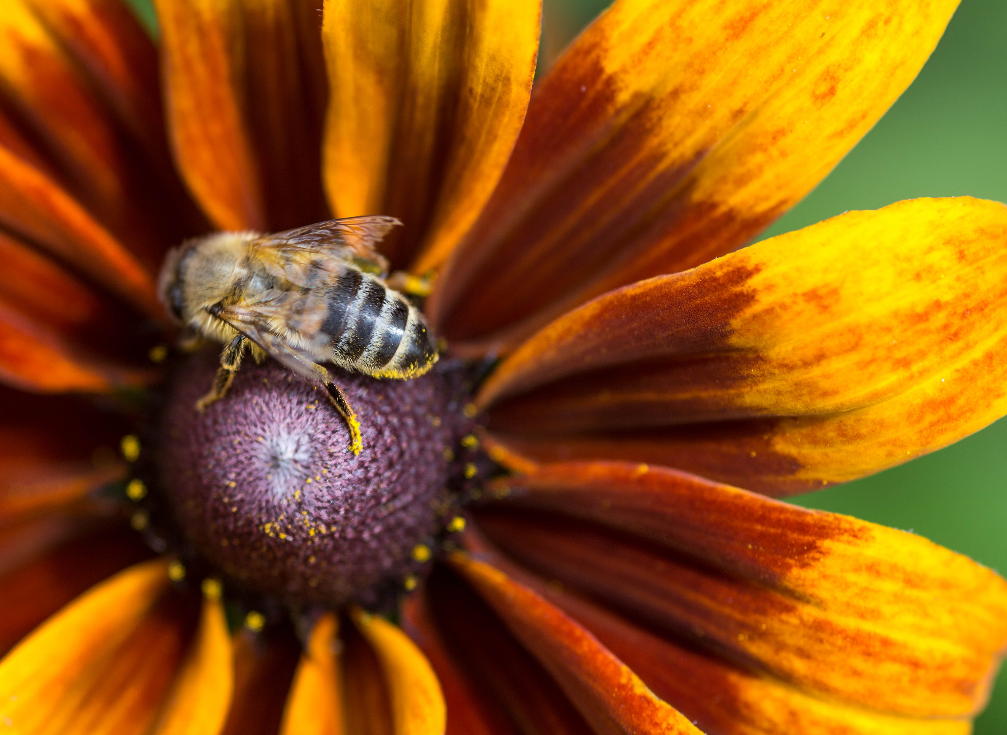 Canon EOS 6D + Sigma 105mm F2.8 EX DG Macro sample photo. Eating photography