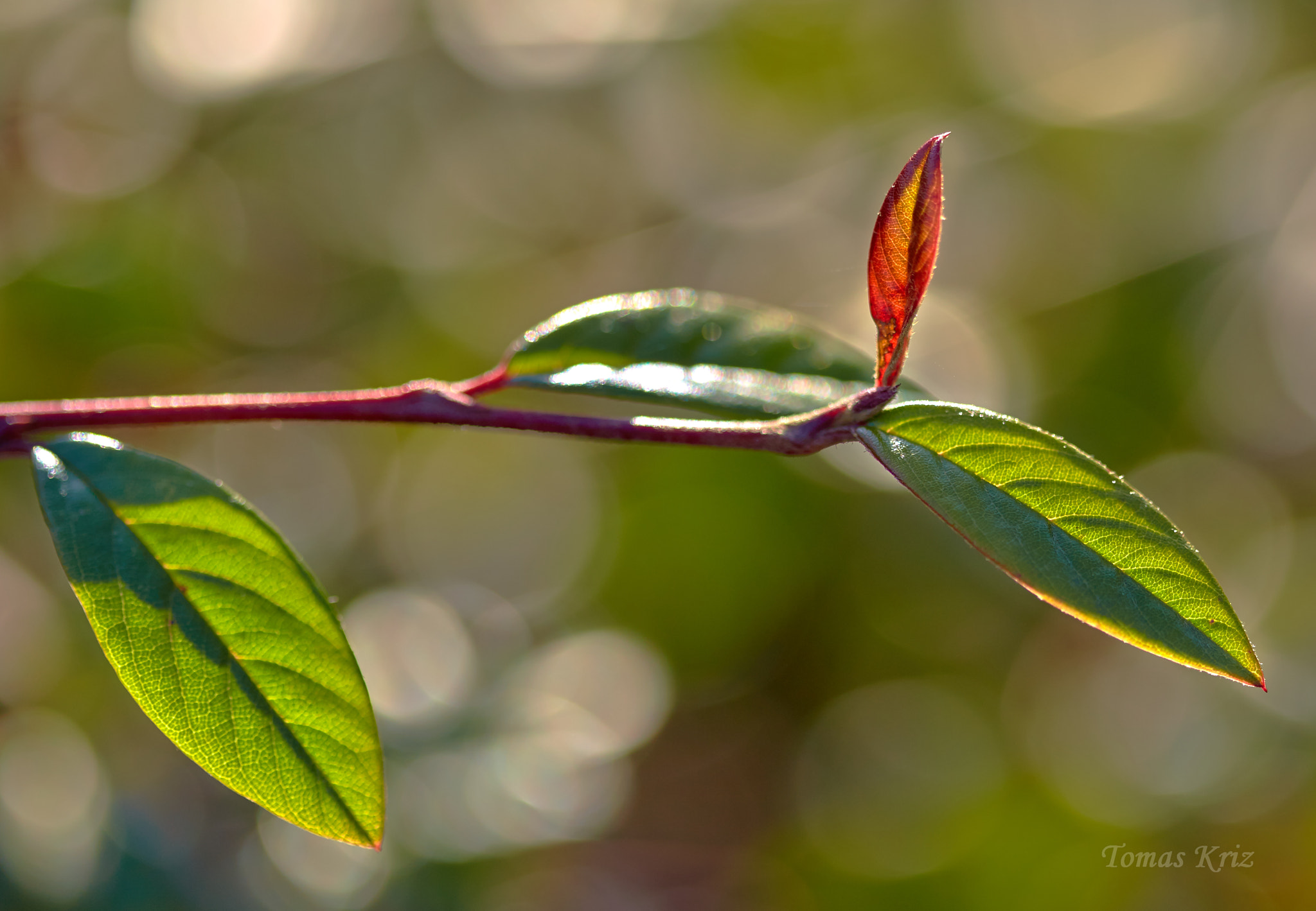 Canon EOS 6D + Canon EF 100mm F2.8 Macro USM sample photo. Leaves photography