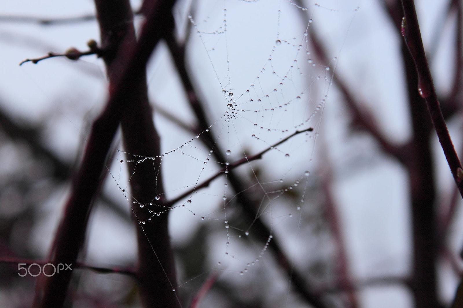 Canon EF-S 18-55mm F3.5-5.6 IS sample photo. Dew-soaked spiderweb necklace... photography