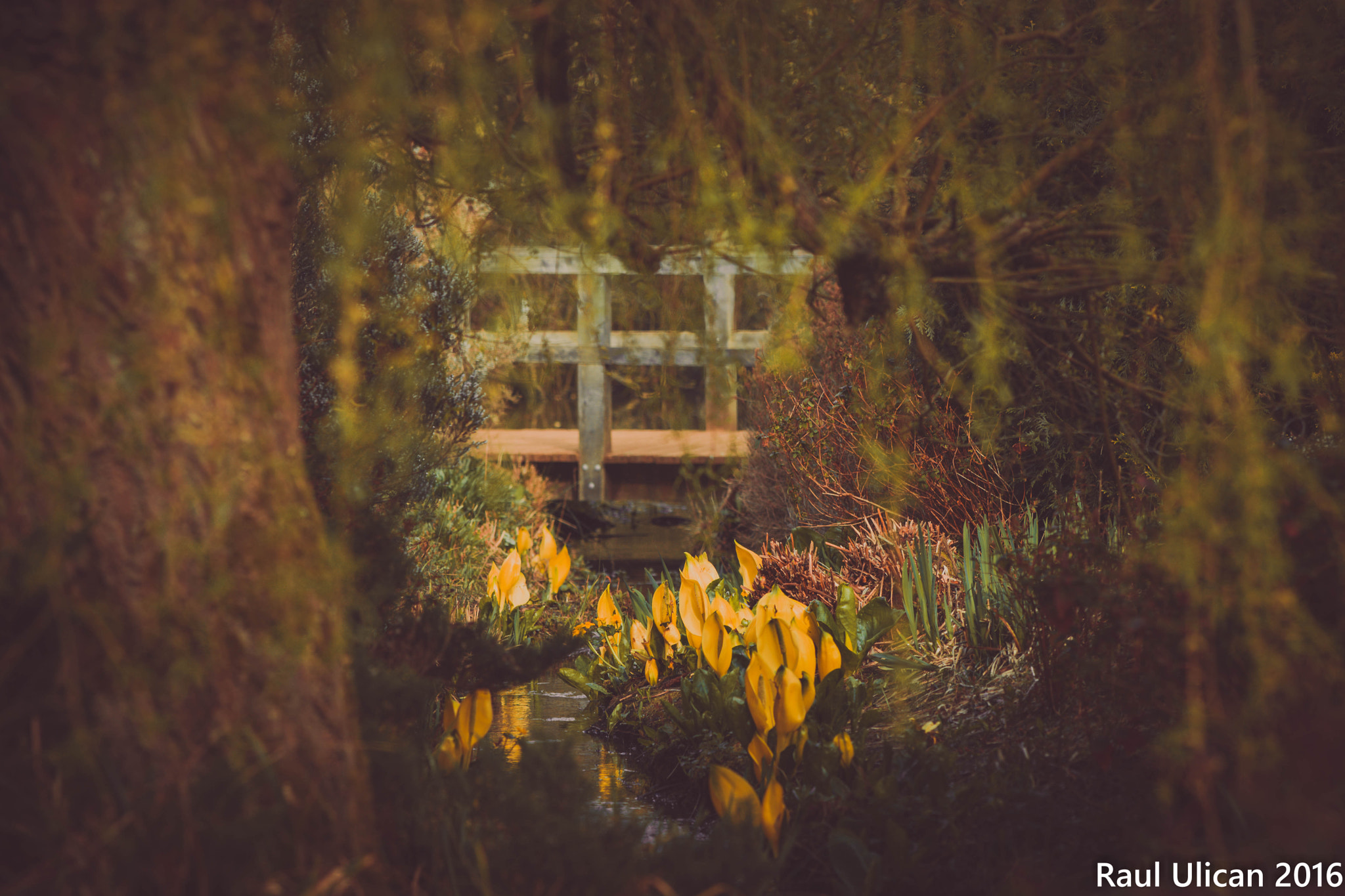 Canon EF 200mm F2.8L II USM sample photo. A little color photography