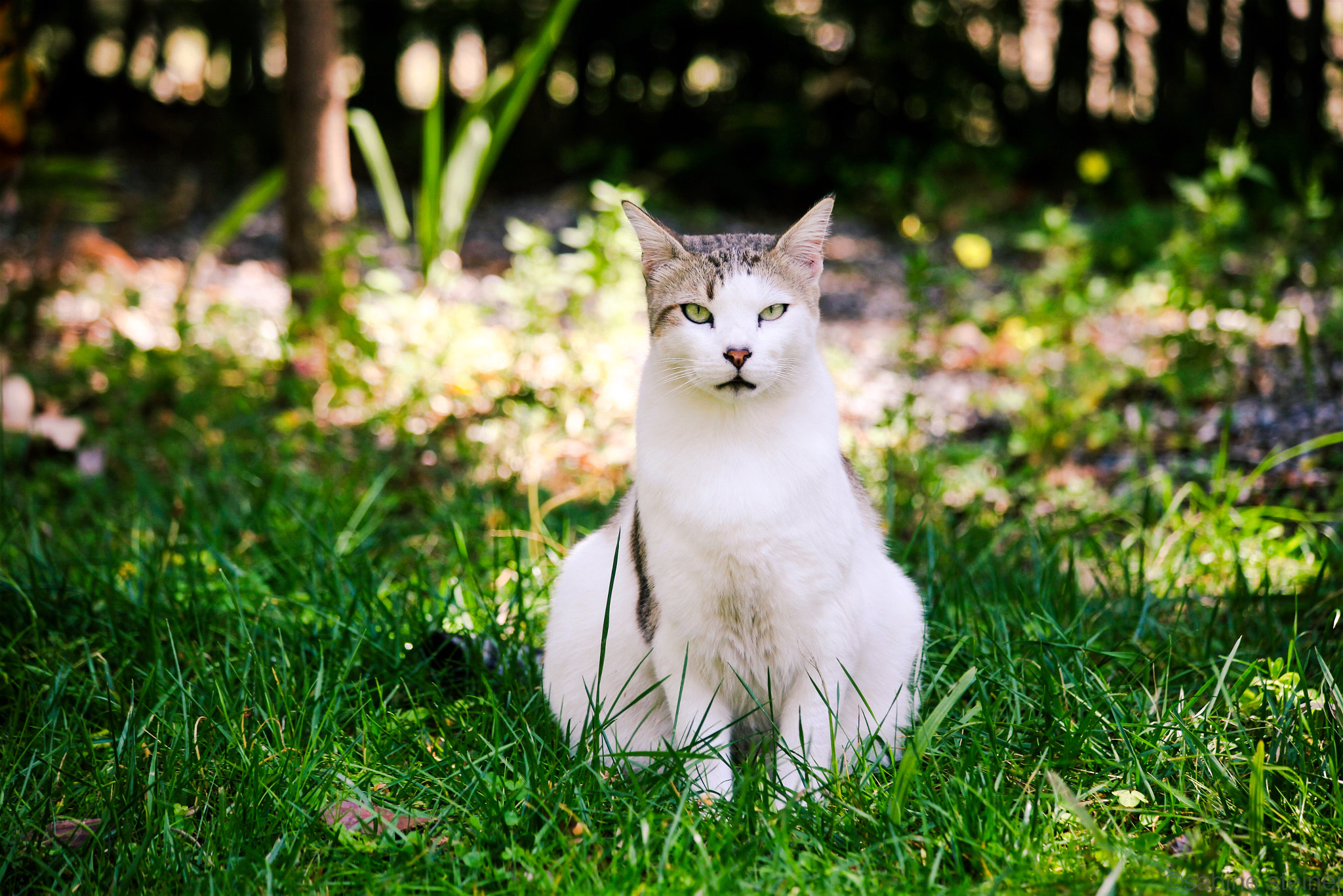 Canon EF 70-300mm F4-5.6 IS USM sample photo. 'good morning' cat photography
