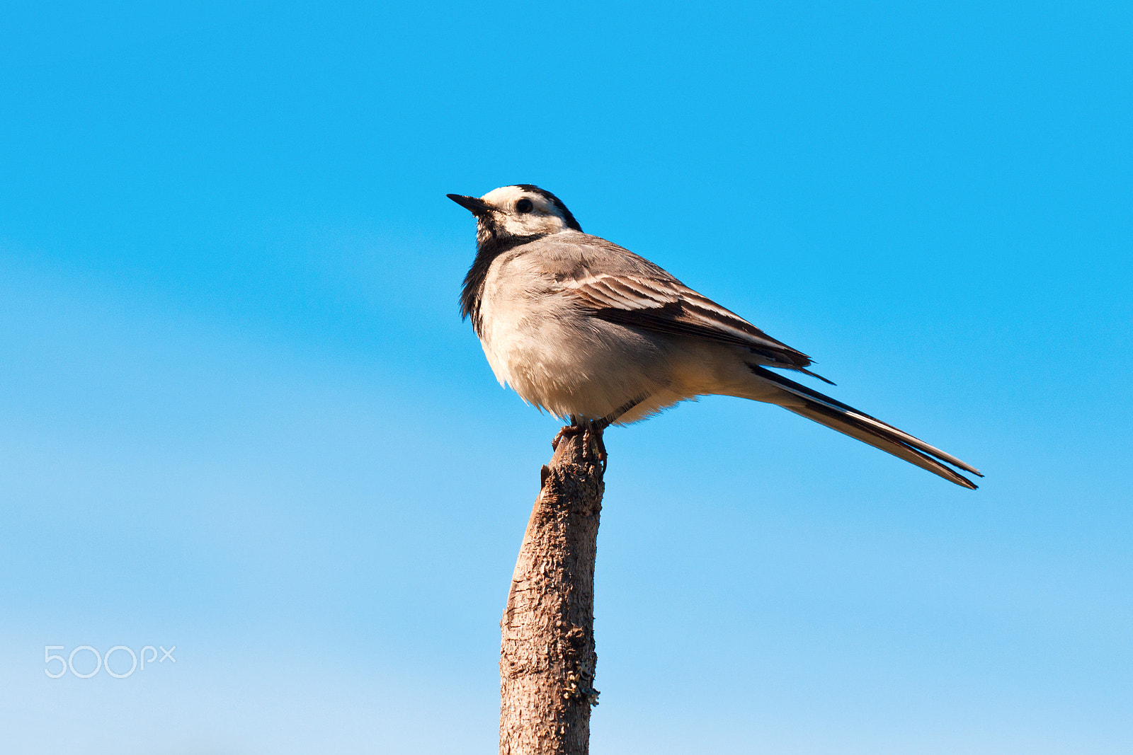 Sigma APO Macro 150mm f/2.8 EX DG HSM sample photo. White wagtail photography