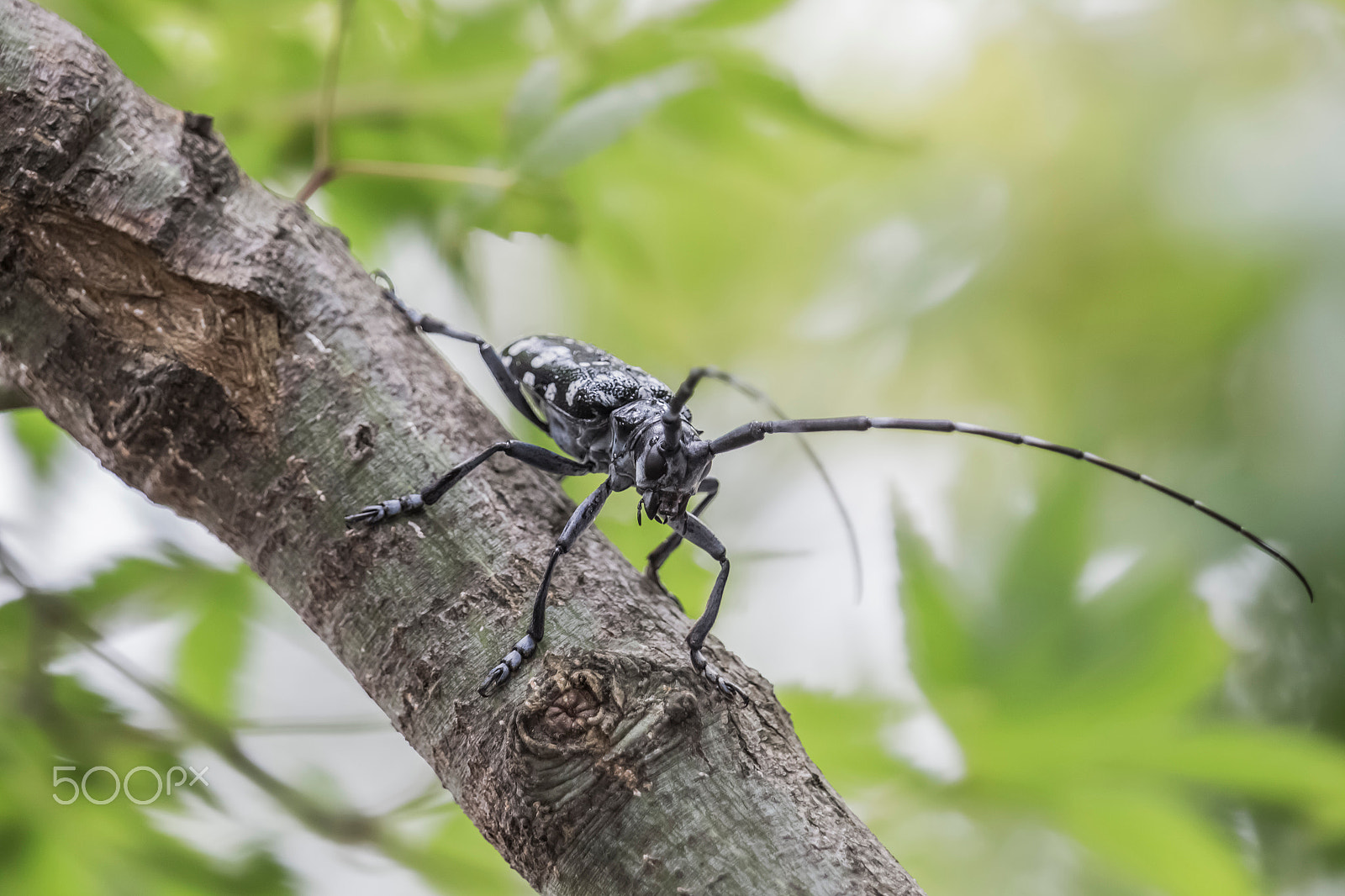 Canon EOS 700D (EOS Rebel T5i / EOS Kiss X7i) + Canon EF-S 55-250mm F4-5.6 IS STM sample photo. Asian long-horned beetle photography
