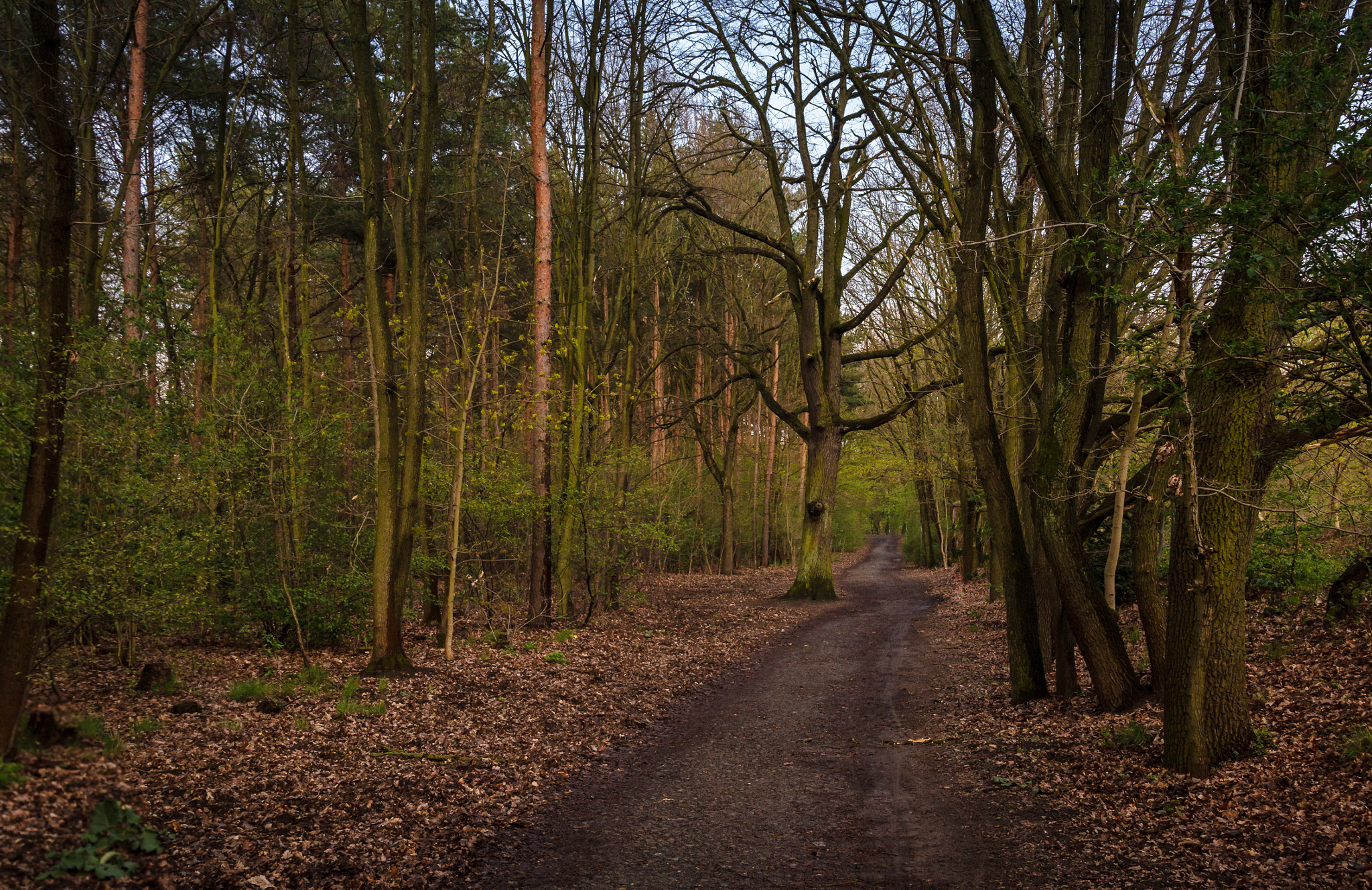 Sigma 24-105mm f/4 DG OS HSM | A sample photo. Waldweg photography