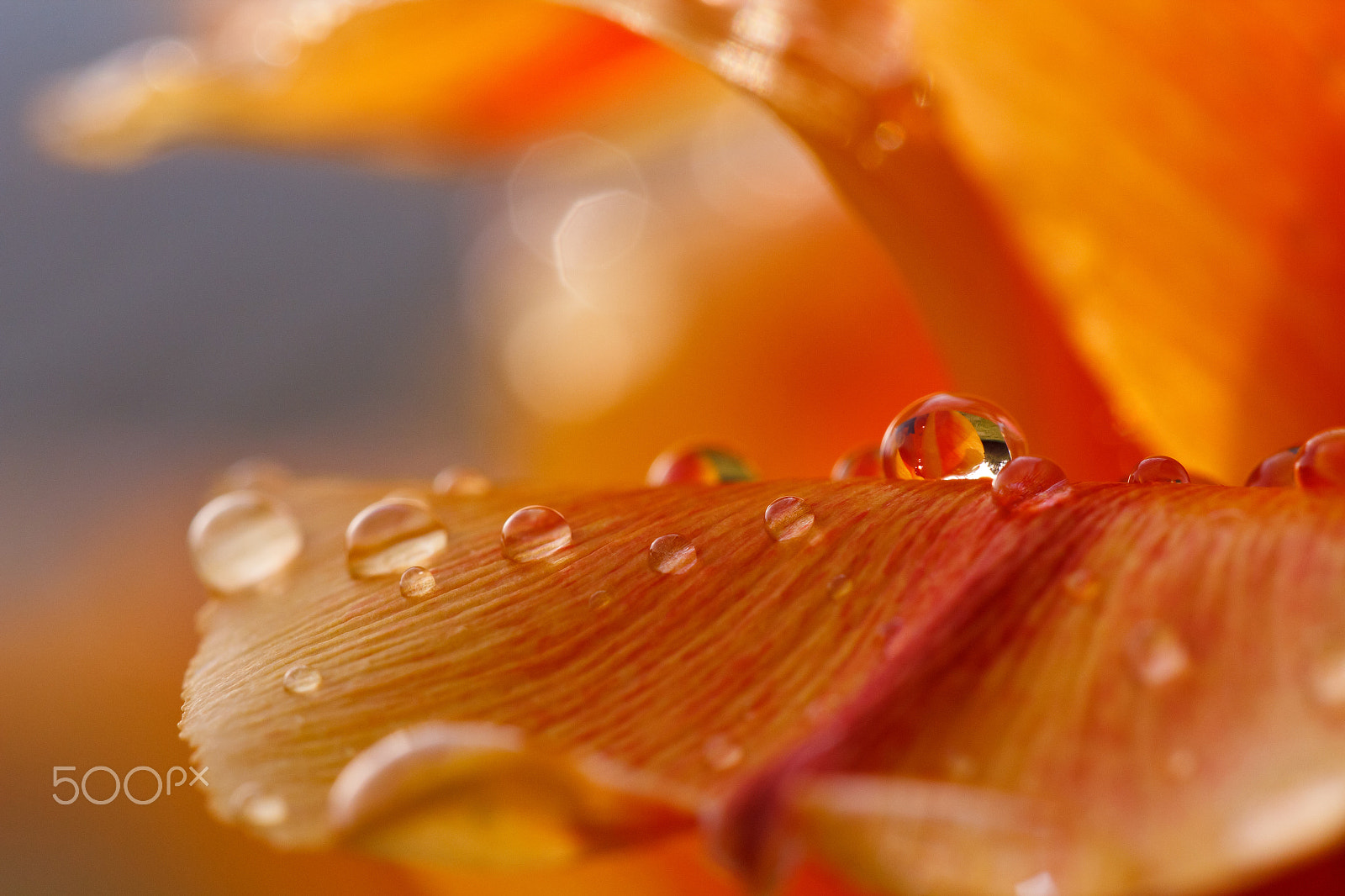 Sigma APO Macro 150mm f/2.8 EX DG HSM sample photo. Dew photography