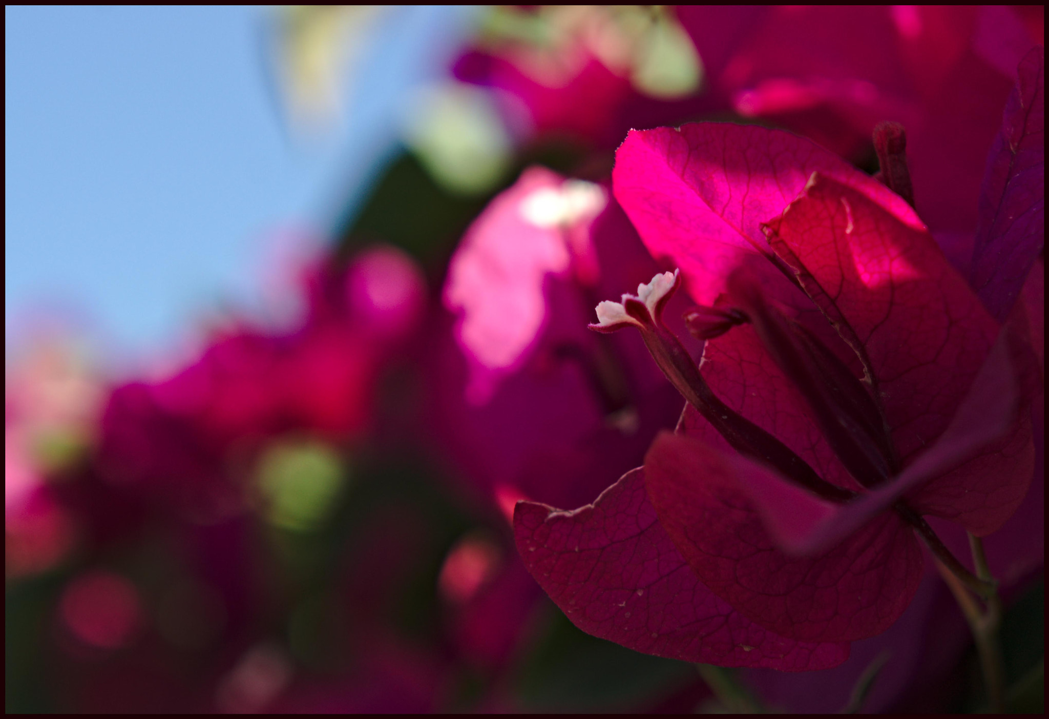 Sony FE 28-70mm F3.5-5.6 OSS sample photo. White flower photography