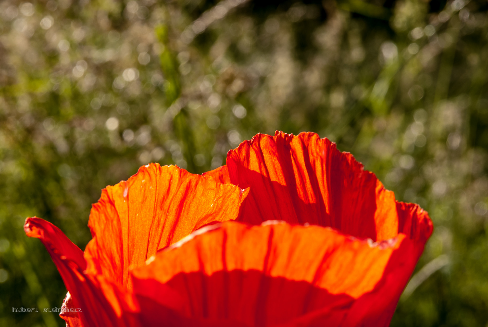 Nikon D200 + Sigma 17-70mm F2.8-4.5 DC Macro Asp. IF sample photo. Poppy photography